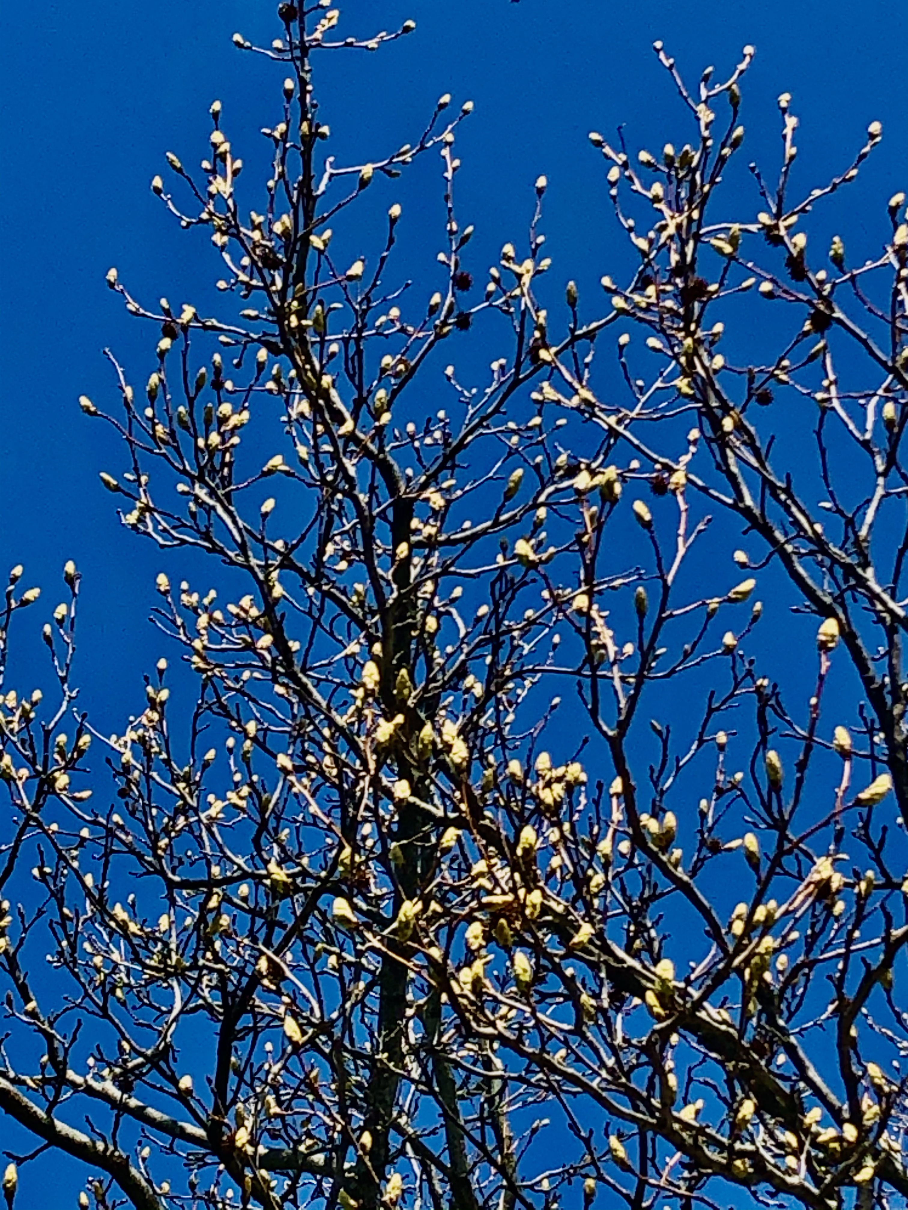 The Arboretum – A Case of Extravagant Beauty – Renee Rocks